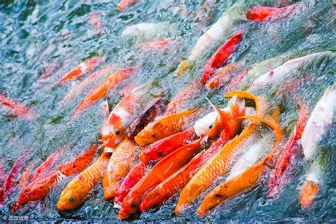 鯉魚要養幾隻|飼養錦鯉方法 生活習性解析 – 寵物百科